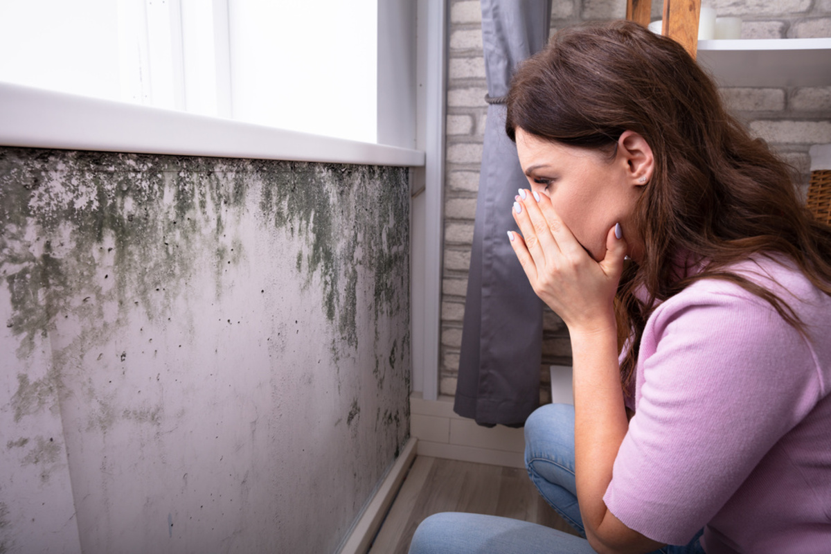 what to do if you have mold in your home